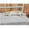 Image 3 : Japanese Raccoon Dog Full Body Taxidermy Mount