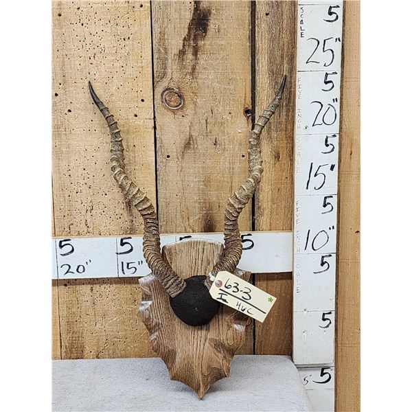 Indian Black Buck Horns On Plaque Taxidermy