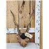 Image 1 : Indian Black Buck Horns On Plaque Taxidermy