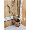 Image 2 : Indian Black Buck Horns On Plaque Taxidermy