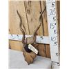 Image 3 : Indian Black Buck Horns On Plaque Taxidermy