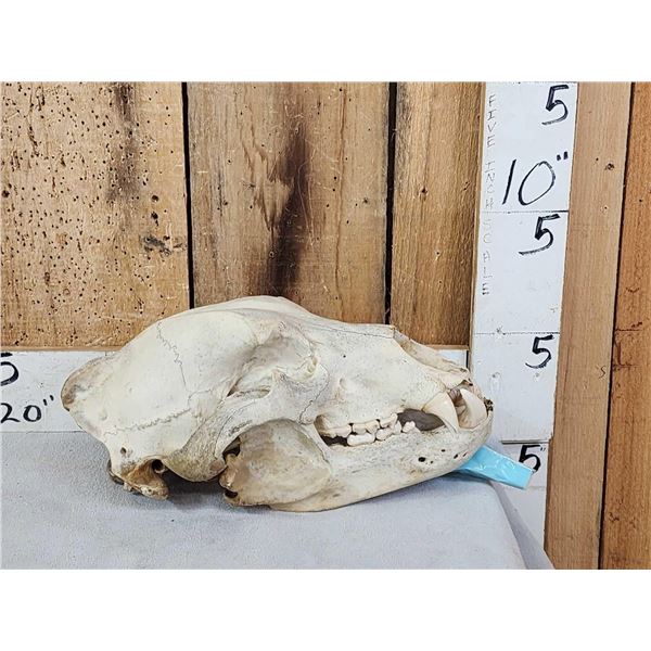 Alaskan Brown Bear Skull Taxidermy
