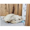 Image 1 : Alaskan Brown Bear Skull Taxidermy