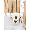 Image 2 : Alaskan Brown Bear Skull Taxidermy