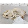 Image 3 : Alaskan Brown Bear Skull Taxidermy