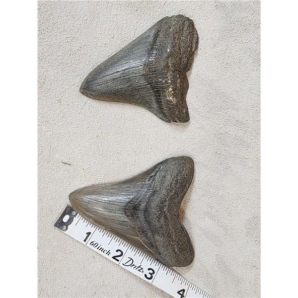 2 Big Megalodon Shark Fossilized Teeth