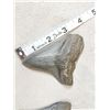Image 2 : 2 Big Megalodon Shark Fossilized Teeth