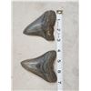Image 3 : 2 Big Megalodon Shark Fossilized Teeth