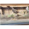Image 2 : 2 Grouse In A Coffee Table Bird Taxidermy