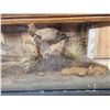 Image 3 : 2 Grouse In A Coffee Table Bird Taxidermy