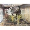 Image 4 : 2 Grouse In A Coffee Table Bird Taxidermy