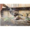 Image 5 : 2 Grouse In A Coffee Table Bird Taxidermy