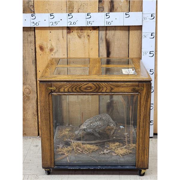 Sharp Tail Grouse In End Table Display Bird Taxidermy