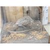 Image 2 : Sharp Tail Grouse In End Table Display Bird Taxidermy