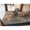 Image 4 : Sharp Tail Grouse In End Table Display Bird Taxidermy