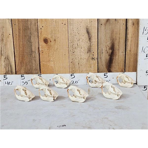 8 Beaver Skulls Taxidermy
