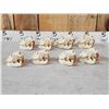 Image 3 : 8 Beaver Skulls Taxidermy