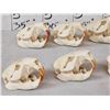 Image 4 : 8 Beaver Skulls Taxidermy