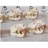 Image 5 : 8 Beaver Skulls Taxidermy