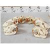 Image 7 : 8 Beaver Skulls Taxidermy