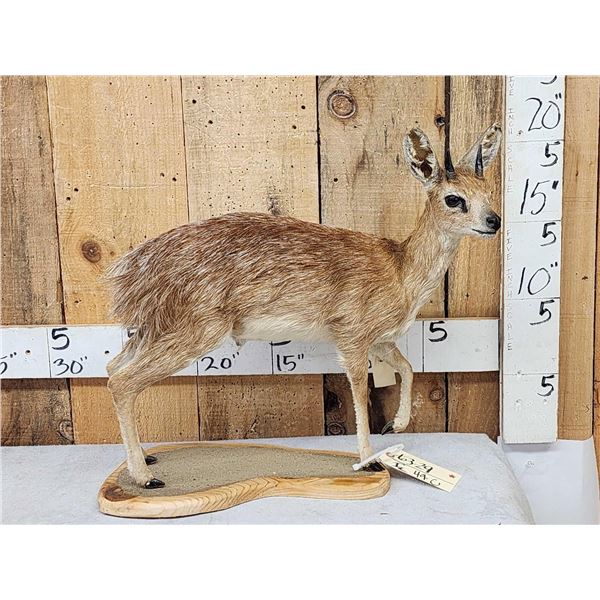 African Cape Grysbok Full Body Taxidermy Mount