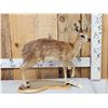 Image 1 : African Cape Grysbok Full Body Taxidermy Mount