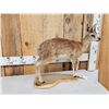 Image 2 : African Cape Grysbok Full Body Taxidermy Mount
