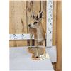 Image 3 : African Cape Grysbok Full Body Taxidermy Mount