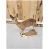 Image 4 : African Cape Grysbok Full Body Taxidermy Mount