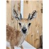 Image 5 : African Cape Grysbok Full Body Taxidermy Mount