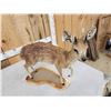 Image 6 : African Cape Grysbok Full Body Taxidermy Mount