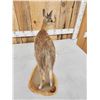 Image 7 : African Cape Grysbok Full Body Taxidermy Mount