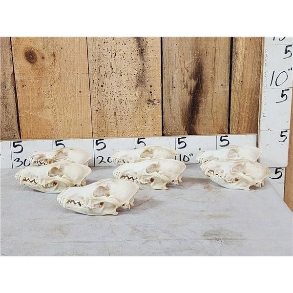 7 Coyote Skulls Taxidermy