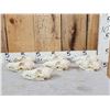 Image 1 : 7 Coyote Skulls Taxidermy