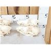 Image 2 : 7 Coyote Skulls Taxidermy