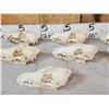 Image 3 : 7 Coyote Skulls Taxidermy
