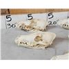 Image 4 : 7 Coyote Skulls Taxidermy