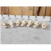 Image 5 : 7 Coyote Skulls Taxidermy