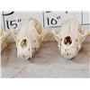 Image 6 : 7 Coyote Skulls Taxidermy