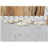 Image 7 : 7 Coyote Skulls Taxidermy