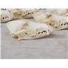 Image 8 : 7 Coyote Skulls Taxidermy