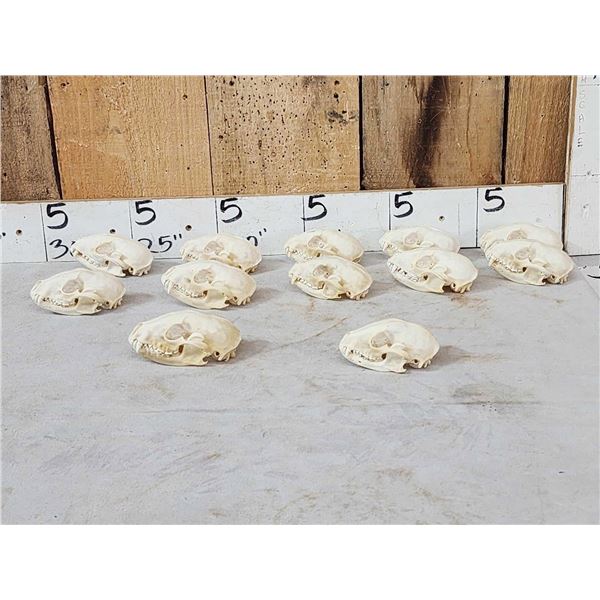 12 Raccoon Skulls Taxidermy