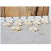 Image 1 : 12 Raccoon Skulls Taxidermy