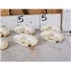 Image 2 : 12 Raccoon Skulls Taxidermy