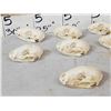 Image 4 : 12 Raccoon Skulls Taxidermy