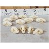 Image 6 : 12 Raccoon Skulls Taxidermy
