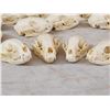 Image 7 : 12 Raccoon Skulls Taxidermy