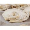 Image 8 : 12 Raccoon Skulls Taxidermy