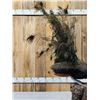 Image 10 : Strutting Peacock Full Body Bird Taxidermy