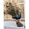 Image 11 : Strutting Peacock Full Body Bird Taxidermy